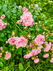 Obraz premium Pink rose bush in the garden. Gardening concept. High quality photo