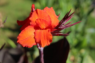 Canna lily black