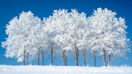 Frost Covered Trees Stand Against A Vivid Blue Sky