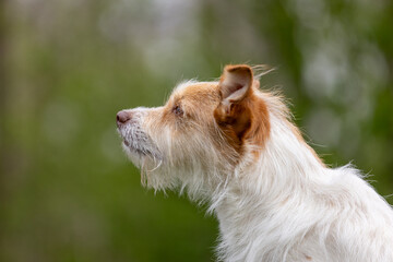 Terrier spielt