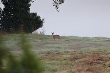 Roe Deer