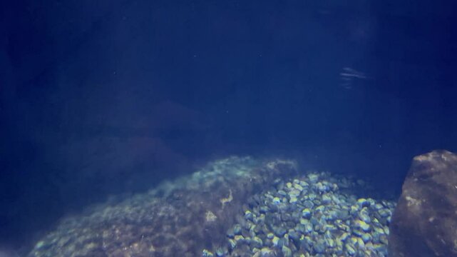 Seal swimming fast and gracefully in blue aquarium water of oceanarium