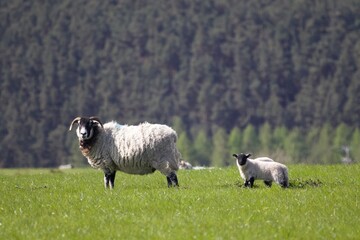 Fototapeta premium sheep and lamb