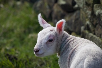 Fototapeta premium Lamb up close