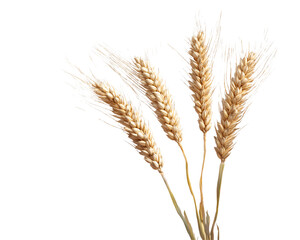 a bunch of wheat on a white background
