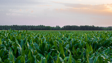field of corn