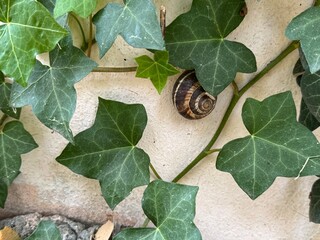 Turkish snail (Helix lucorum). Edible garden snail isolated on a white wall. Close-up. Helix...