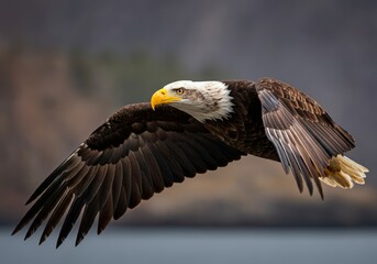 Obraz premium A close-up portrait of a majestic eagle, with sharp focus on its intense gaze, vibrant yellow beak, and rich plumage, set against a dark, blurred background that emphasizes its regal and powerful