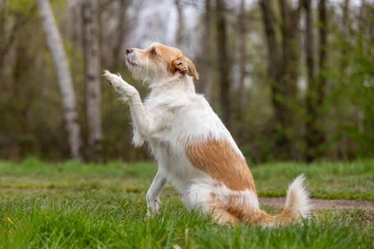 Terrier bettelt