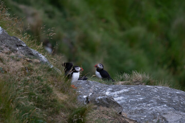 Atlantic Puffin in Natural Habitat	