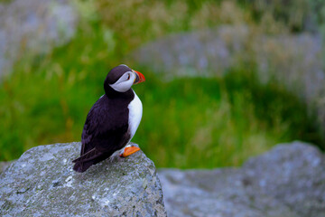 Fototapeta premium Atlantic Puffin in Natural Habitat 