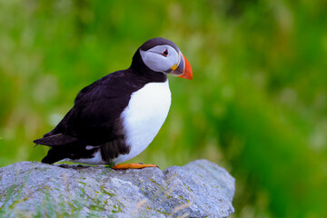 Fototapeta premium Atlantic Puffin in Natural Habitat 