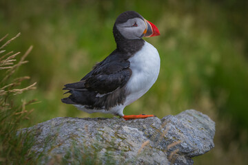 Fototapeta premium Atlantic Puffin in Natural Habitat 