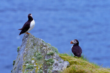 Atlantic Puffin in Natural Habitat	