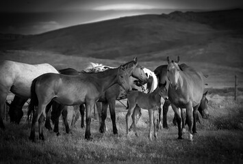 Obraz premium Caballos