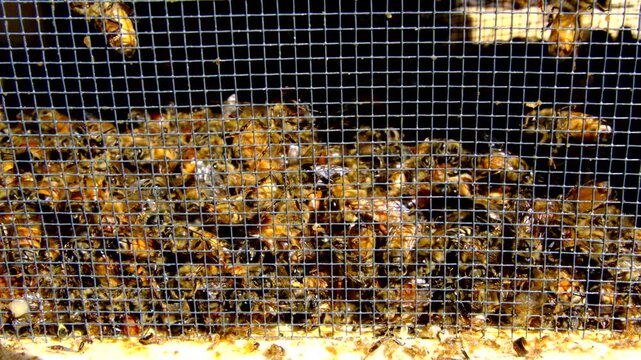 Close up of lot of fallen bees laying on the bottom of delivery box as more bees crawling up before being transferred into new beehive
