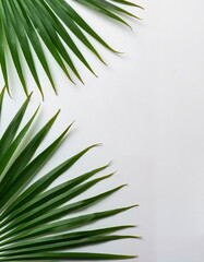Fototapeta premium Tropical palm leaves on white background - perfect for spa websites, summer blogs, eco-friendly product designs, and minimalist home decor presentations