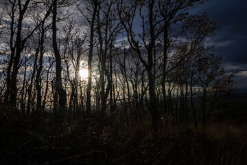 Carvalhos pequenos em contra-luz