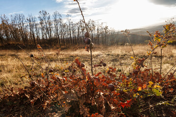 bugalhos de carvalho na montanha no outono
