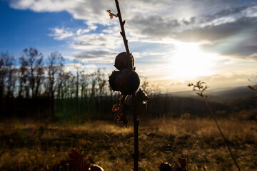 bugalhos de carvalho na montanha no outono em contra-luz