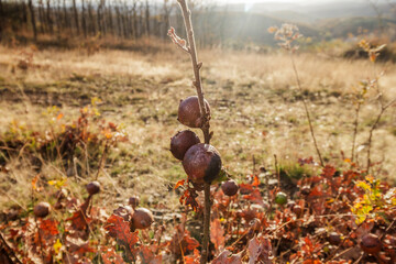 bugalhos de carvalho na montanha no outono