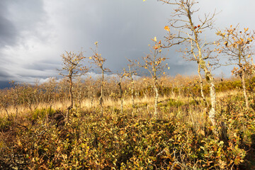 Planta&ccedil;&atilde;o de carvalhos ainda pequenos na montanha