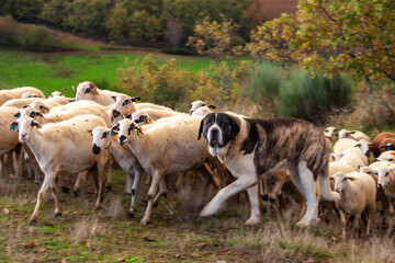 rebanho de ovelhas no monte com um c&atilde;o de gado transmontano a pastorear
