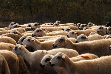 rebanho de ovelhas no monte