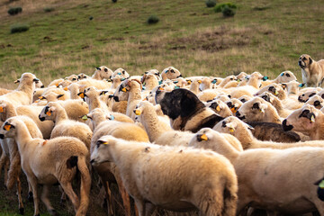 rebanho de ovelhas no monte com um c&atilde;o de gado transmontano a pastorear
