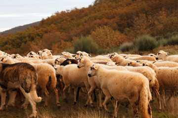 rebanho de ovelhas no monte