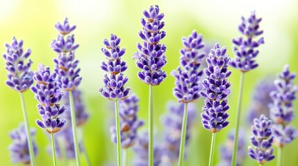 Obraz premium A close-up shot of a group of purple lavender flowers with a hazy background featuring the blooms in focus