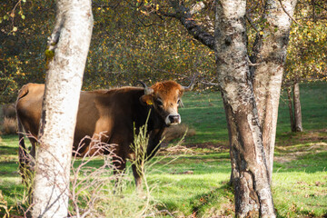 Vaca castanha com nariz branco e chifres grandes, no monte
