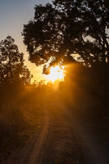retrato de Jipe em contra-luz ao p&ocirc;r-do-sol, no meio das &aacute;rvores