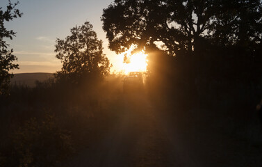 Jipes em contra-luz ao p&ocirc;r-do-sol, no meio das &aacute;rvores