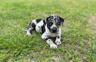 Catahoula Leopard Cur 