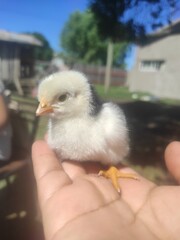 chicken in hand