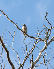 A photo of roadside hawk on a tree