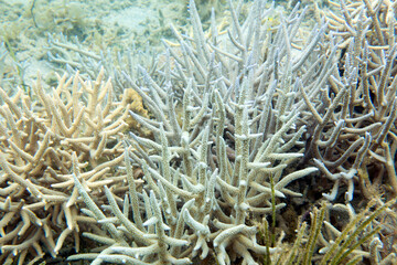Close photo of acropora coral