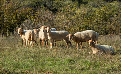 Fototapeta premium A small flock of Rouge de l'Ouest heep sheltering together on a hillside