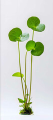 A small water plant with three leaves on a white background in a green color with a photorealistic hyperrealistic style captured through macro photography with soft ligh