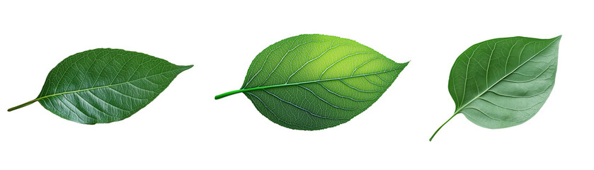 Obraz premium Three green leaves isolated on transparent background, fresh and natural elements