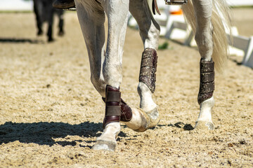 Fototapeta premium view of the legs of a white purebred horse at an exhibition equestrian event