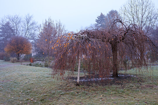 A tree with a lot of branches is in a park