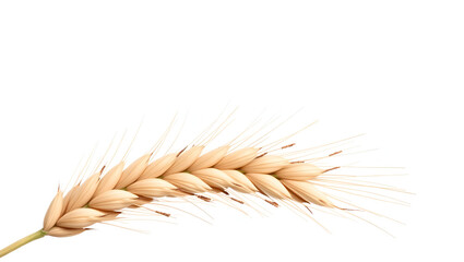 spikelets of wheat isolate on white background. Selection focus.