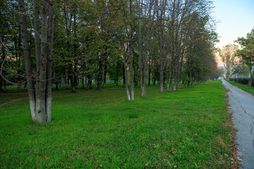 A forest with a road running through it