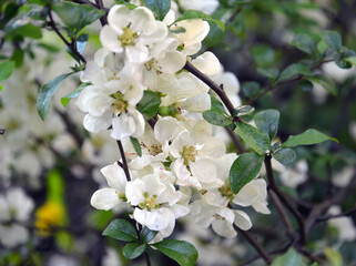 Japanese white quince flowers, variety "Nivalis" (Chaenomeles japonica speciosa Nivalis)