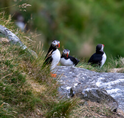 Fototapeta premium Atlantic Puffin in Natural Habitat