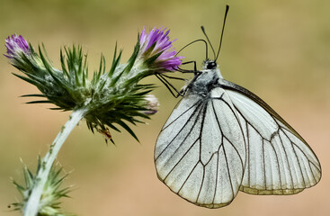 wildlife photos. photos of butterflies in natural areas.