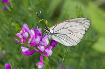Fototapeta premium wildlife photos. photos of butterflies in natural areas.