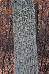 Obraz premium Close up of lichen growing on tree trunk in autumn forest